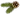 decor_pine.png